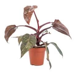 Philodendron Erubescens Pink Princess -Plants Sale Store Philodendron erubescens Pink Princess 12x25cm 2
