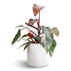 Puk Essentials Planter - Matt White -Plants Sale Store Philodendron erubescens Pink Princess 12x25cm Puk Essentials Planter Matt White 15x15cm fad5b674 5f6e 47b2 ae8a 068b643d5215