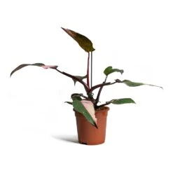 Philodendron Erubescens Pink Princess -Plants Sale Store Philodendron erubescens Pink Princess 17x50cm