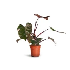 Philodendron Erubescens Pink Princess -Plants Sale Store Philodendron erubescens Pink Princess 17x50cm 2faec663 900d 499f 8d2b 6bd4e1e1b690