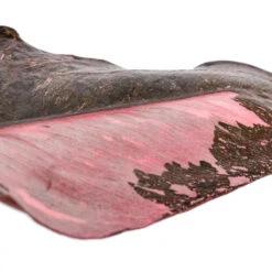 Philodendron Erubescens Pink Princess -Plants Sale Store Philodendron erubescens Pink Princess SWATCH 2