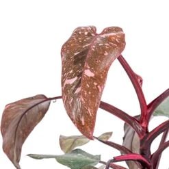 Philodendron Erubescens Pink Princess -Plants Sale Store Philodendron erubescens Pink Princess SWATCH