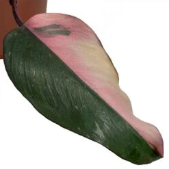 Philodendron Erubescens Pink Princess -Plants Sale Store Philodendron erubescens Pink Princess smallleaf