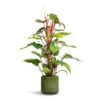 Philodendron Erubescens Red Emerald - Moss Pole 2 Philodendron Erubescens Red Emerald - Moss Pole -Plants Sale Store Philodendron erubescens Red Emerald Moss Pole 19x100cm Flor Plant Pot Green 21x19cm 67890bc4 6773 4779 9718 2472cc9669e8
