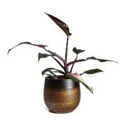 Philodendron Erubescens Pink Princess -Plants Sale Store Philodendron erubescens pink Princess Houseplant 17x50cm Plant Pot MYA Mocha 22x20cm