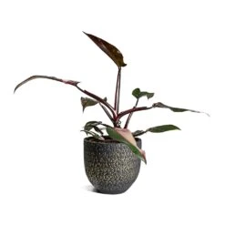 Philodendron Erubescens Pink Princess -Plants Sale Store Philodendron erubescens pink Princess Houseplant 17x50cm Plant Pot Rinca Shiny Black 21x19cm