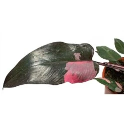 Philodendron Erubescens Pink Princess -Plants Sale Store Philodendron erubescens pink Princess large leaf