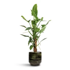 Philodendron Hastatum Silver Queen - Moss Pole -Plants Sale Store Philodendron hastatum Silver Queen Moss Pole 17x65cm Sanna Plant Pot Moss Green 25x23cm