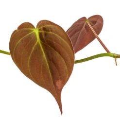 Philodendron Micans - Velvet Leaf Philodendron -Plants Sale Store Philodendron micans DETAIL 3
