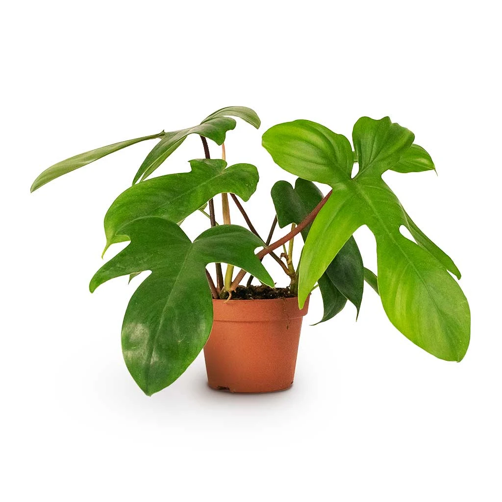 Philodendron Pedatum - Oak Leaf Philodendron 3 Philodendron Pedatum - Oak Leaf Philodendron