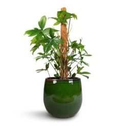 Charlotte Plant Pot - Green -Plants Sale Store Philodendron pedatum Oak Leaf Philodendron Moss Pole 21x100cm Charlotte Plant Pot Green 29x25cm 46b03498 dcd0 4285 85f7 f40837b994b8