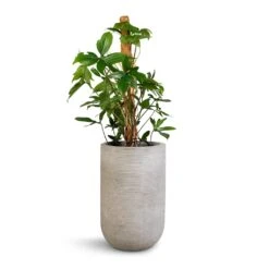 Philodendron Pedatum - Oak Leaf Philodendron - Moss Pole 10 Philodendron Pedatum - Oak Leaf Philodendron - Moss Pole -Plants Sale Store Philodendron pedatum Oak Leaf Philodendron Moss Pole 21x100cm Cody Plant Vase Ridged Cement 28x45cm