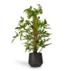 Philodendron Pedatum - Oak Leaf Philodendron - Moss Pole -Plants Sale Store Philodendron pedatum Oak Leaf Philodendron Moss Pole 21x100cm RaindropTubeRoundPlanter Anthracite 30x26cm