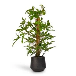 Raindrop Tube Round Planter - Anthracite -Plants Sale Store Philodendron pedatum Oak Leaf Philodendron Moss Pole 21x100cm RaindropTubeRoundPlanter Anthracite 30x26cm de92da5b c83d 4884 bf57 be27979a39fd