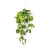 Philodendron Scandens Brasil - Sweetheart Plant -Plants Sale Store Philodendron scandens Brasil Sweetheart Plant