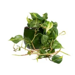 Philodendron Scandens Brasil - Sweetheart Plant 24 Philodendron Scandens Brasil - Sweetheart Plant -Plants Sale Store Philodendron scandens Brasil Sweetheart Plant 15x40cm Charlotte Plant Pot Green 23x20cm