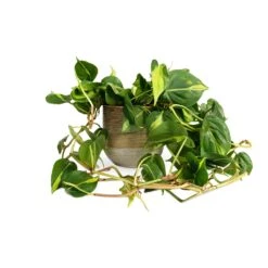 Philodendron Scandens Brasil - Sweetheart Plant 23 Philodendron Scandens Brasil - Sweetheart Plant -Plants Sale Store Philodendron scandens Brasil Sweetheart Plant 15x40cm Issa Plant Pot Ochre 18x17cm