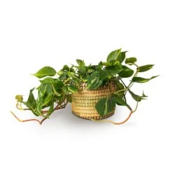 Philodendron Scandens Brasil - Sweetheart Plant 22 Philodendron Scandens Brasil - Sweetheart Plant -Plants Sale Store Philodendron scandens Brasil Sweetheart Plant 15x40cm Jane Plant Baskets Set5 Jungle 3c512b2f 021b 446b be25 b4f07e34175a
