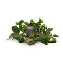 Philodendron Scandens Brasil - Sweetheart Plant 25 Philodendron Scandens Brasil - Sweetheart Plant -Plants Sale Store Philodendron scandens Brasil Sweetheart Plant 15x40cm Tarra Plant Pot Forest 19x16cm