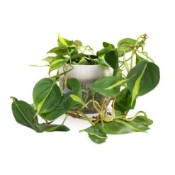 Tarra Plant Pot - Forest -Plants Sale Store Philodendron scandens Brasil Sweetheart Plant 15x40cm Tarra Plant Pot Forest 19x16cm 59e426ac f1ea 44f0 903a 73e6753f4e76