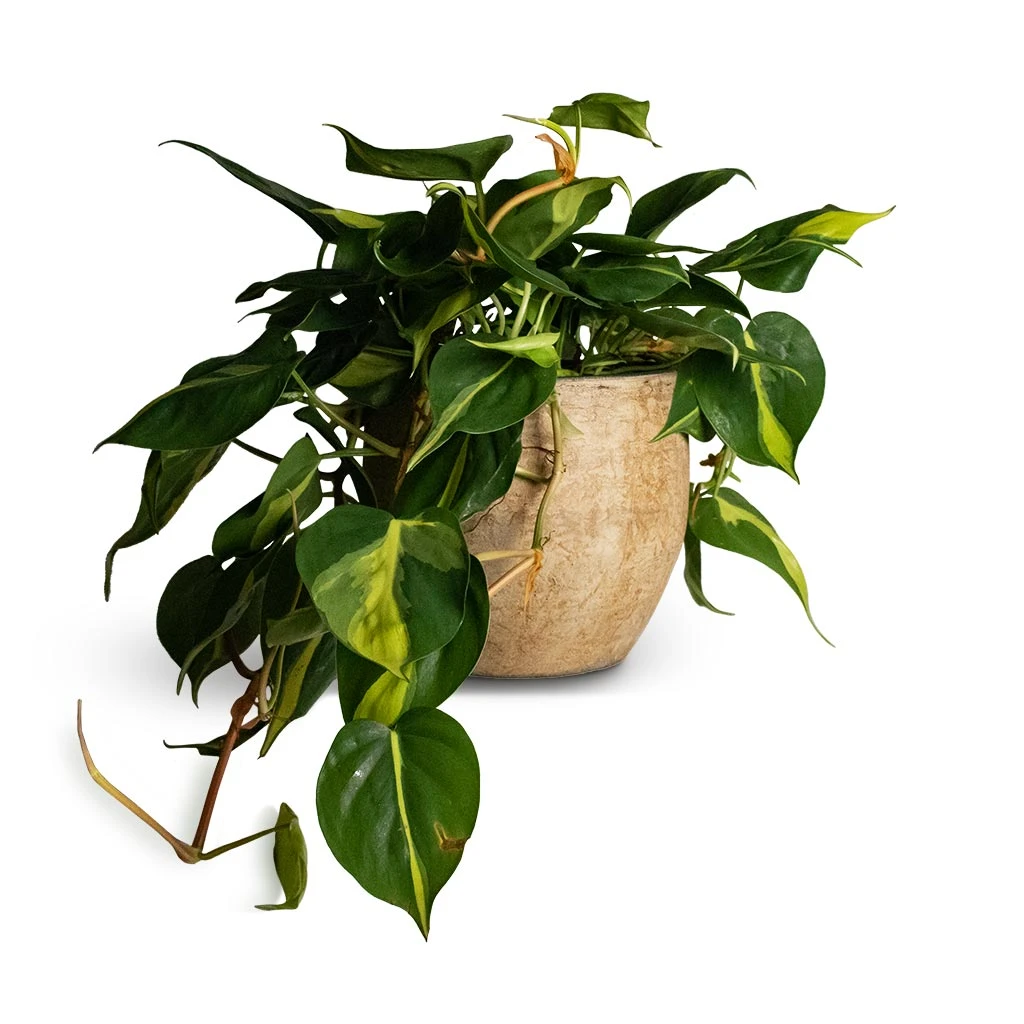 Philodendron Scandens Brasil - Sweetheart Plant 14 Philodendron Scandens Brasil - Sweetheart Plant - Image 12