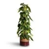 Philodendron Scandens Brasil - Sweetheart Plant - Moss Pole 2 Philodendron Scandens Brasil - Sweetheart Plant - Moss Pole -Plants Sale Store Philodendron scandens Brasil Sweetheart Plant Moss Pole 17x80cm Didi Plant Pot Rustic Red Dip 20x18cm 2