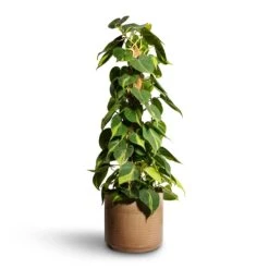 Philodendron Scandens Brasil - Sweetheart Plant - Moss Pole -Plants Sale Store Philodendron scandens Brasil Sweetheart Plant Moss Pole 17x80cm Jordy Plant Pot Pebble 23x21cm 2