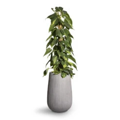 Philodendron Scandens Brasil - Sweetheart Plant - Moss Pole -Plants Sale Store Philodendron scandens Brasil Sweetheart Plant Moss Pole 17x80cm Patt High Plant Vase Ridged Cement 29x43cm 2