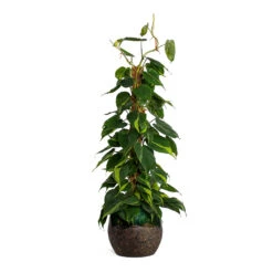 Philodendron Scandens Brasil - Sweetheart Plant - Moss Pole -Plants Sale Store Philodendron scandens Brasil Sweetheart Plant Moss Pole Lindy Plant Pot Black Green