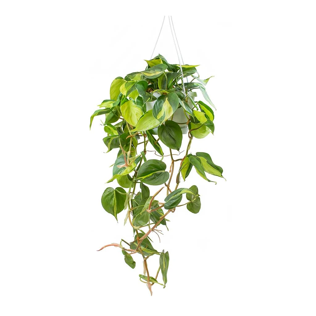 Philodendron Scandens Brasil - Sweetheart Plant 3 Philodendron Scandens Brasil - Sweetheart Plant