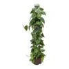 Philodendron Scandens - Column - HydroCare -Plants Sale Store Philodendron scandens Column Hydroculture Indoor Plant