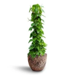 Philodendron Scandens - Column - HydroCare -Plants Sale Store Philodendron scandens Column Hydroculture Lava Couple Relic Planter Pink