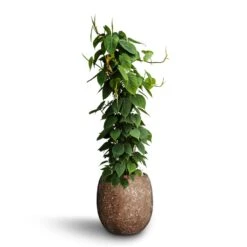 Philodendron Scandens - Column - HydroCare -Plants Sale Store Philodendron scandens Column Hydroculture Polystone Coated Plain Balloon Planter Rock