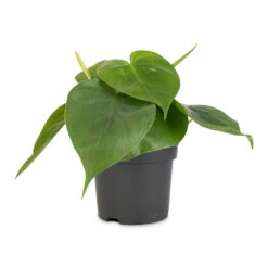 Philodendron Scandens - Sweetheart Plant 34 Philodendron Scandens - Sweetheart Plant -Plants Sale Store Philodendron scandens Sweetheart Plant 12x20cm 1