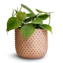 Philodendron Scandens - Sweetheart Plant 33 Philodendron Scandens - Sweetheart Plant -Plants Sale Store Philodendron scandens Sweetheart Plant 12x20cm Bolino Plant Pot Pale Rose 14x13cm 3
