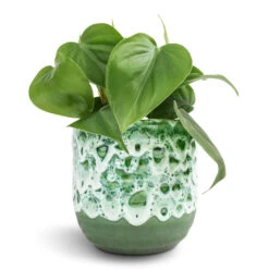 Philodendron Scandens - Sweetheart Plant 22 Philodendron Scandens - Sweetheart Plant -Plants Sale Store Philodendron scandens Sweetheart Plant 12x20cm Ocean Glaze Plant Pot Emerald 13x13cm