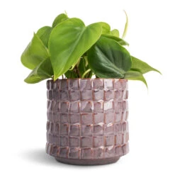 Philodendron Scandens - Sweetheart Plant 29 Philodendron Scandens - Sweetheart Plant -Plants Sale Store Philodendron scandens Sweetheart Plant 12x20cm Stian Plant Pot Lavender Candy 13x12cm