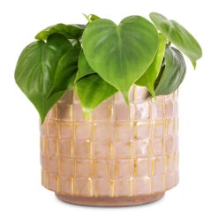 Philodendron Scandens - Sweetheart Plant 24 Philodendron Scandens - Sweetheart Plant -Plants Sale Store Philodendron scandens Sweetheart Plant 12x20cm Stian Plant Pot Soft Nougat 16x15cm