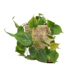Philodendron Scandens - Sweetheart Plant 31 Philodendron Scandens - Sweetheart Plant -Plants Sale Store Philodendron scandens Sweetheart Plant 15x30cm Cody Plant Pot Straw Grass 22x20cm b76481fa fd97 43c1 8ae9 c16bbbe9ce01