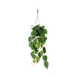 Philodendron Scandens - Sweetheart Plant 25 Philodendron Scandens - Sweetheart Plant -Plants Sale Store Philodendron scandens Sweetheart Plant 17x30cm