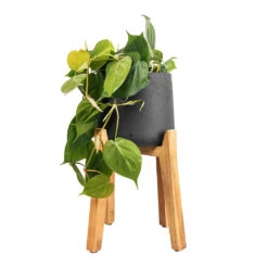 Philodendron Scandens - Sweetheart Plant 30 Philodendron Scandens - Sweetheart Plant -Plants Sale Store Philodendron scandens Sweetheart Plant 17x30cm Patt Plant Pot Tall Stand Black Washed 30x43cm 4a2880d2 3507 4669 8b46 44d1d866ea87