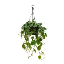 Philodendron Scandens - Sweetheart Plant 27 Philodendron Scandens - Sweetheart Plant -Plants Sale Store Philodendron scandens Sweetheart Plant 28x50cm