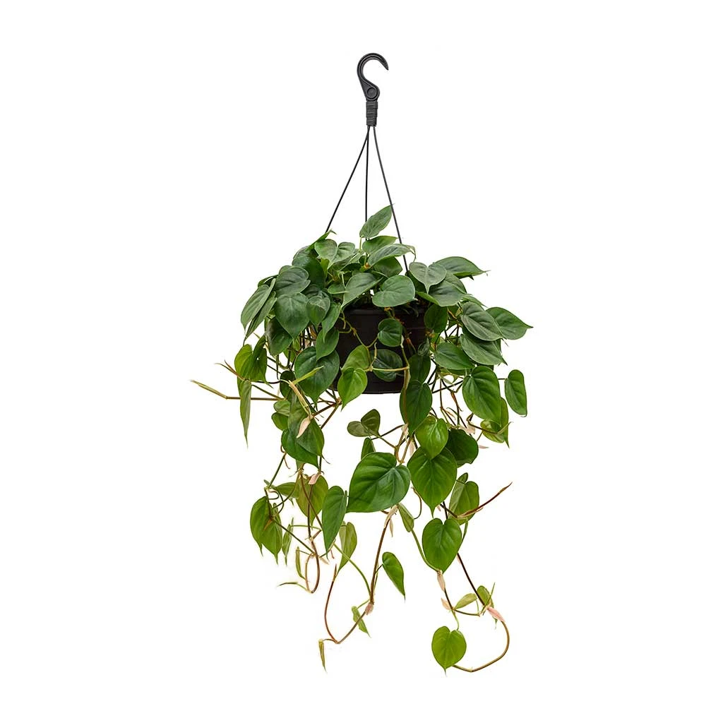 Philodendron Scandens - Sweetheart Plant 11 Philodendron Scandens - Sweetheart Plant - Image 9