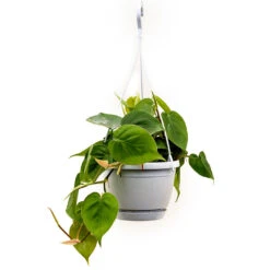 Philodendron Scandens - Sweetheart Plant 23 Philodendron Scandens - Sweetheart Plant -Plants Sale Store Philodendron scandens Sweetheart Plant 40cm