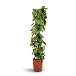 Philodendron Scandens - Sweetheart Plant - Moss Pole 11 Philodendron Scandens - Sweetheart Plant - Moss Pole -Plants Sale Store Philodendron scandens Sweetheart Plant Moss Pole 27x150cm