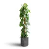 Philodendron Scandens - Sweetheart Plant - Moss Pole 2 Philodendron Scandens - Sweetheart Plant - Moss Pole -Plants Sale Store Philodendron scandens Sweetheart Plant Moss Pole 27x150cm Charlie Plant Pot Black Washed 32x31cm 7
