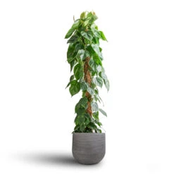 Cody Plant Pot - Ridged Dark Grey -Plants Sale Store Philodendron scandens Sweetheart Plant Moss Pole 27x150cm Cody Plant Pot Ridged Dark Grey 35x31cm 7 e531d44a ca20 4430 9526 e7e5d536c85a
