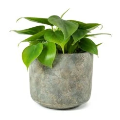 Philodendron Scandens - Sweetheart Plant 26 Philodendron Scandens - Sweetheart Plant -Plants Sale Store Philodendron scandens Sweetheart Plant Saar Plant Pot Earth Cement