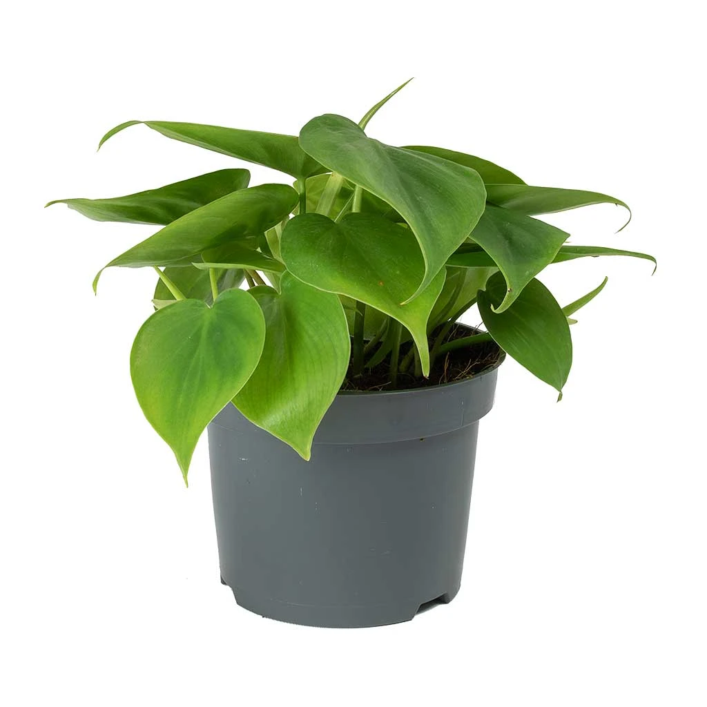 Philodendron Scandens - Sweetheart Plant 5 Philodendron Scandens - Sweetheart Plant - Image 3
