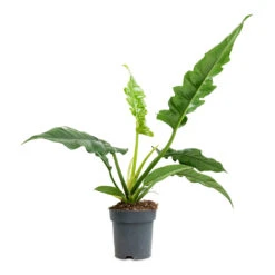 Philodendron Selloum Narrow - Tiger Tooth -Plants Sale Store Philodendron selloum Narrow Tiger Tooth 14x30cm